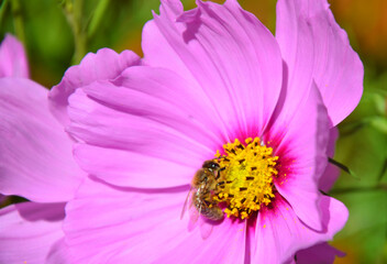 Biene sucht Nektar in der Cosmea Blüte