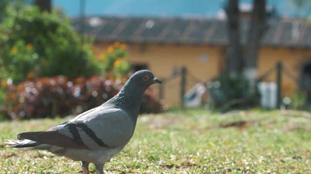 one pigeon at the park looking around and then flying in Antigua Guatemala - 120fps slow motion