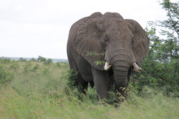 Obraz na płótnie Canvas Photo Taken in Kruger National Park