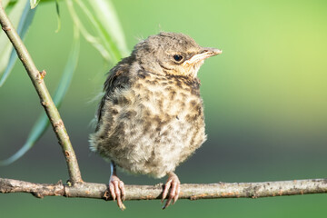 nestling thrush the Fieldfare..
