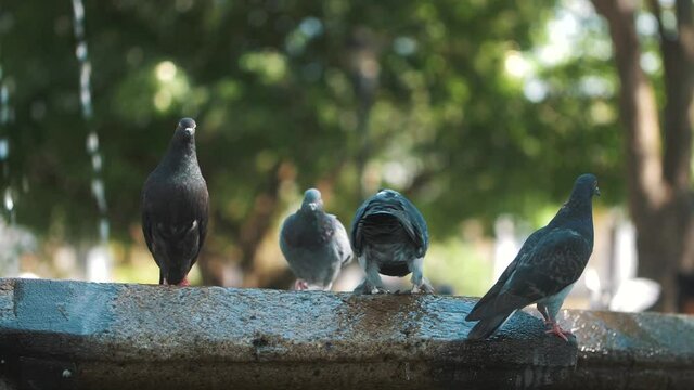 Pigeons over a fountain in Antigua Guatemala - slow motion 120fps