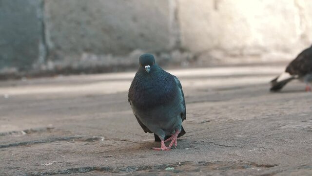 one funny beautiful pigeon, yawning, singing, dancing on the paviment, street in slow motion - Antigua Guatemala