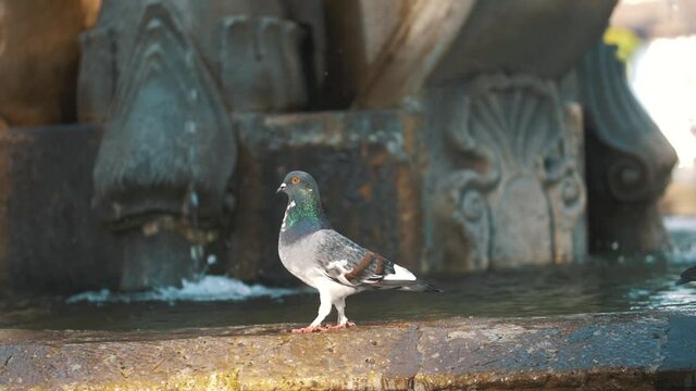 Close up zoom of pigeon walking funny over a fountain in slow motion in Antigua Guatemala.