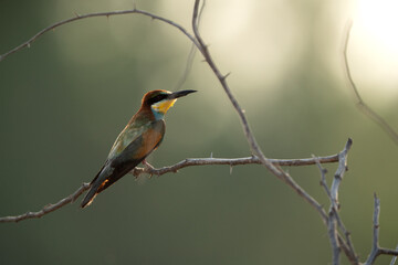 European bee-eater perched on a acacia tree, Bahrain. A backlit image.