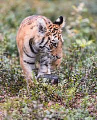 The Siberian tiger (Panthera tigris tigris) also called Amur tiger (Panthera tigris altaica) in the forest, Young female tiger in the forest.