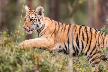 The Siberian tiger (Panthera tigris tigris) also called Amur tiger (Panthera tigris altaica) in the forest, Young female tiger in the forest.