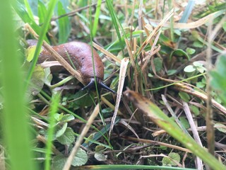 snail on the grass