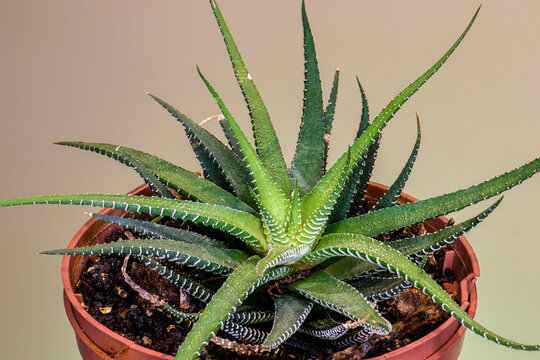 รูปภาพAttenuata เลือกดูภาพถ่ายสต็อก เวกเตอร์ และวิดีโอ692 Adobe Stock