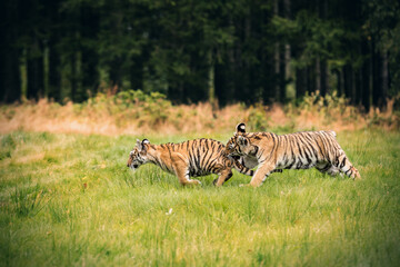 Obraz na płótnie Canvas Two Ussuri tiger kittens playing on the wild meadow (Panthera tigris tigris) also called Amur tiger (Panthera tigris altaica) in the forest, Young female tiger in the forest.
