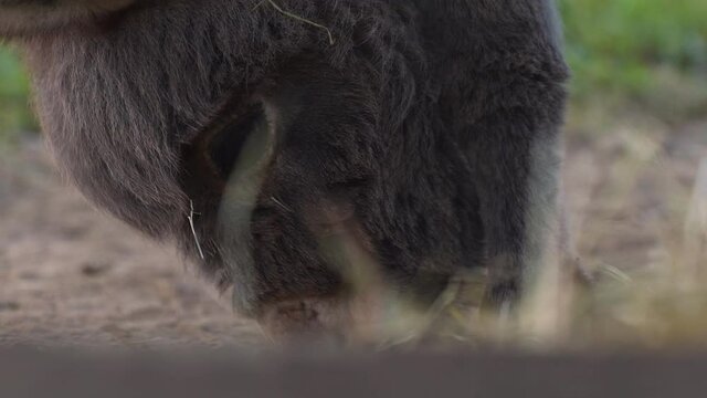 A cute little newborn miniature mediterranean donkey with a fringe standing on a dusty ground, trying to find something to eat, licking its hooves, close up rack focus 4k shot.