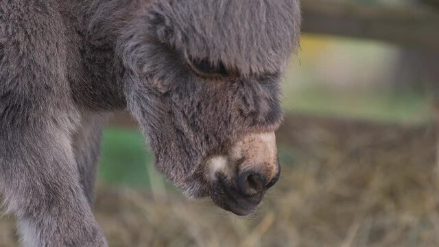 A cute fluffy little newborn miniature mediterranean donkey with a fringe looking curiously at the ground covered with hay, then scratching its hoof with its snout, close up 4k shot.