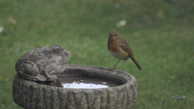 Young robin drinking water in slow motion