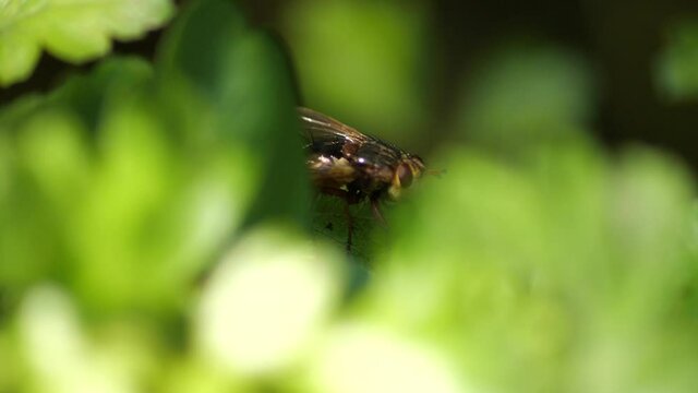 Macro steady shot of Hover fly
