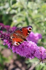 a butterfly caught in its natural habitat.