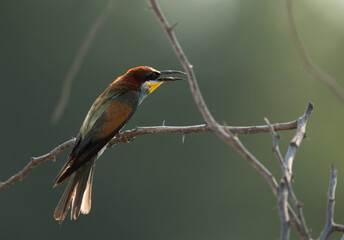 European bee-eater perched on a tree, Bahrain. A backlit image.
