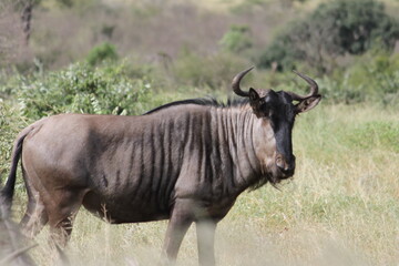 Photo Taken in Kruger National Park and Three Rondavels