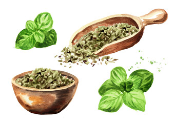 Dried oregano herb with fresh marjoram twigs set. Hand drawn watercolor illustration isolated on white background