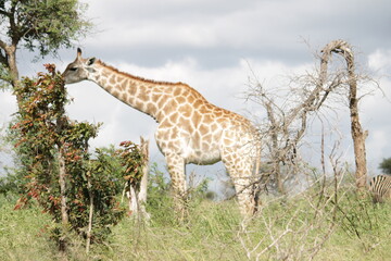 Photo Taken in Kruger National Park and Three Rondavels