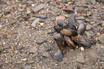 Seaside clams