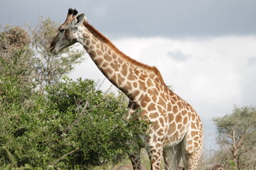 Photo Taken in Kruger National Park and Three Rondavels