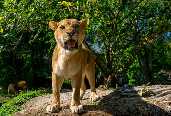 Lioness standing on high ground opening its mouth