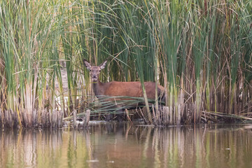 Jeleń szlachetny europejski Cervus elaphus elaphus w czasie rykowiska, miłosne święto zwierząt © PeterG