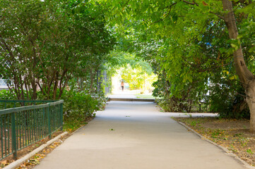 green arch.  summer.  nature