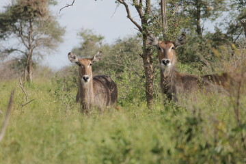 Photo Taken in Kruger National Park and Three Rondavels