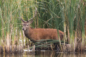 Jeleń szlachetny europejski Cervus elaphus elaphus w czasie rykowiska, miłosne święto zwierząt