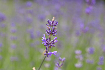 Lavande