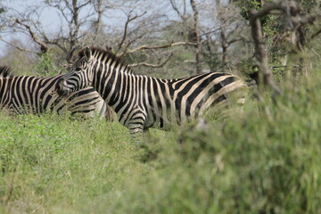 Photo Taken in Kruger National Park and Three Rondavels
