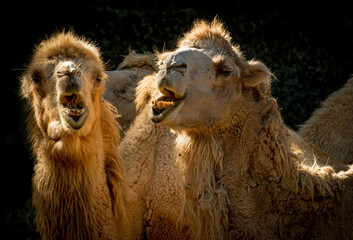 Camels playful with each other