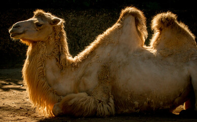 Portrait of a Camel on a morning light