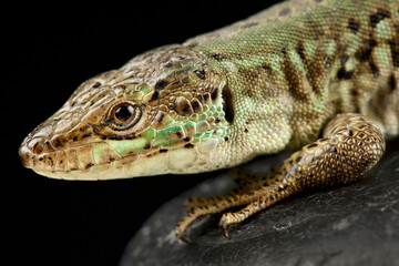 Italian wall lizard (Podarcis sicula bagnolensis)