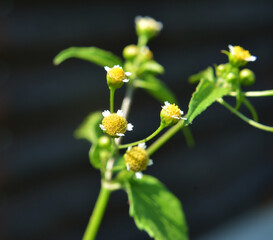 In the field it blooms galinsoga parviflora