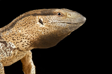 white-throated monitor (Varanus albigularis albigularis)