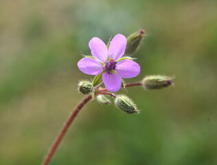 In the field, like a weed grows Erodium cicutarium
