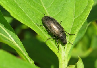 Brown tropical beetle om green leaf in Florida nature, closeup