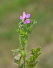 In the field, like a weed grows Erodium cicutarium