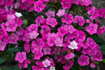 Pink Flowers in the Garden