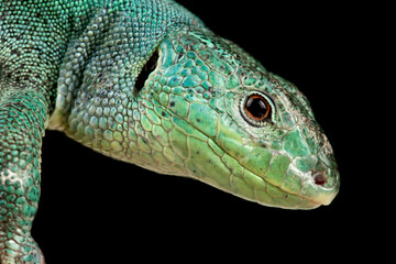 Balkan Green lizard (Lacerta trilineata dobrogica )