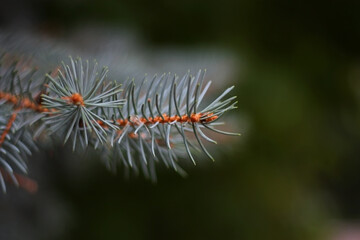 Blue spruce branch close up. Green deep background. Autumn cloudy weather.