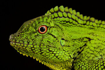 Abbott’s Anglehead Lizard (Gonocephalus abbotti)