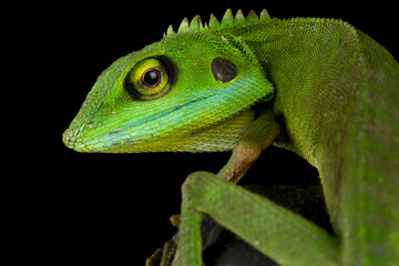 Green crested lizard (Bronchocela cristatella)