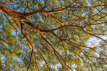 Branhes of Claw Tree