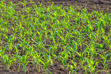 Young Corn Growing