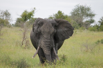 Photo Taken in Kruger National Park and Three Rondavels