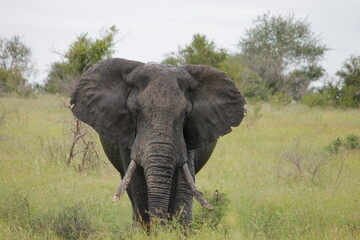 Fototapeta premium Photo Taken in Kruger National Park and Three Rondavels