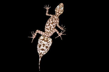 Mount Elliot leaf-tailed gecko  (Phyllurus amnicola)
