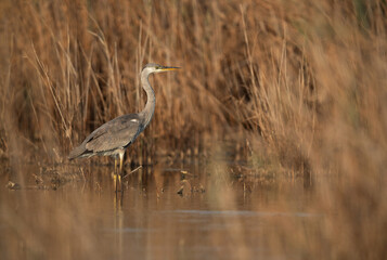 Grey Heron at Asker marsh, Bahrain